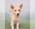 Small Siberian Husky Mix