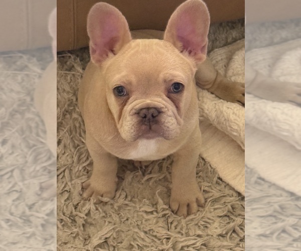Medium Photo #6 French Bulldog Puppy For Sale in SUSSEX, WI, USA
