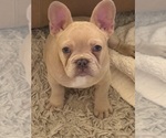 Small #5 French Bulldog