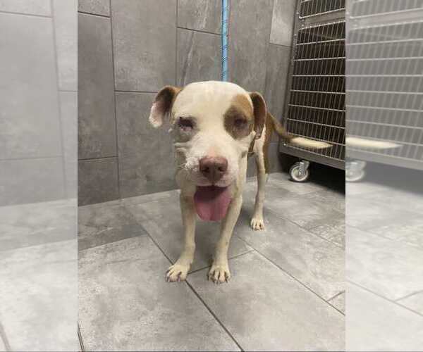 Medium Photo #12 American Staffordshire Terrier-Unknown Mix Puppy For Sale in New York, NY, USA