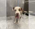 Small #11 American Staffordshire Terrier Mix
