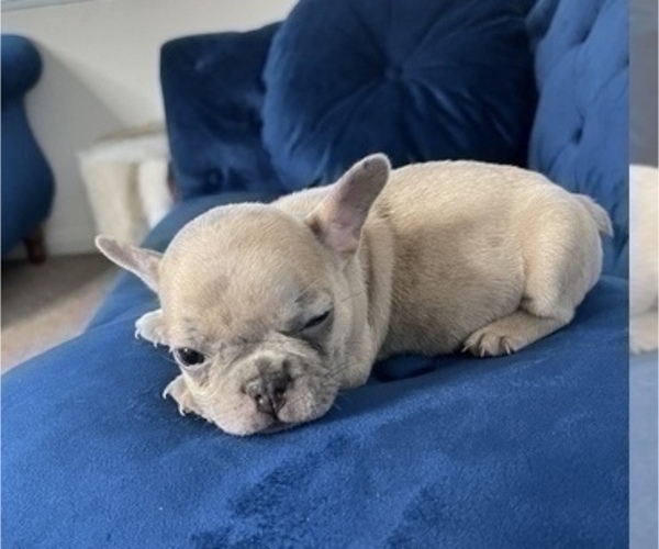 Medium Photo #44 French Bulldog Puppy For Sale in TERRACE PARK, OH, USA