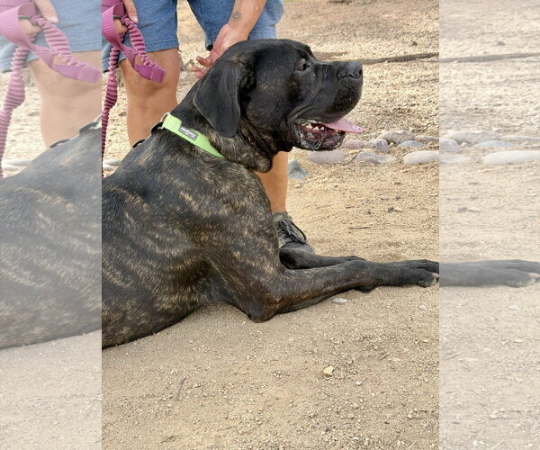 Medium Photo #3 Presa Canario Puppy For Sale in Goodyear, AZ, USA