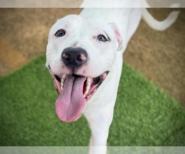 Medium Photo #2 American Staffordshire Terrier-Labrador Retriever Mix Puppy For Sale in Tallahassee, FL, USA