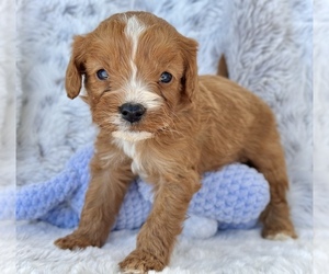 Cavapoo Puppy for Sale in COLORADO SPRINGS, Colorado USA