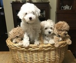 Small Photo #1 Poodle (Miniature) Puppy For Sale in VIRGINIA BCH, VA, USA