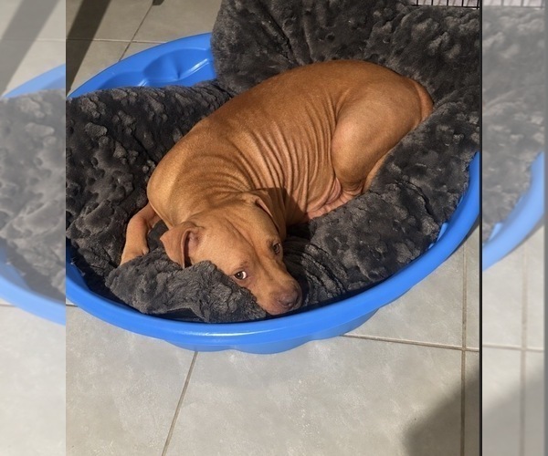 Medium Photo #1 American Pit Bull Terrier Puppy For Sale in ROSHARON, TX, USA