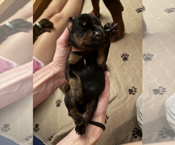 Medium Photo #3 Doberman Pinscher Puppy For Sale in MACOMB TOWNSHIP, MI, USA
