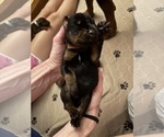 Small Photo #18 Doberman Pinscher Puppy For Sale in MACOMB TOWNSHIP, MI, USA