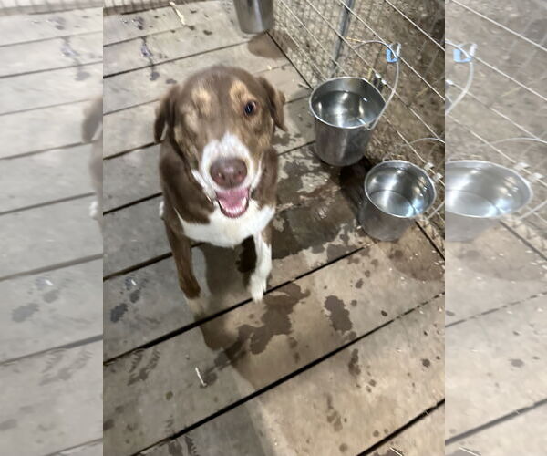 Medium Photo #1 Aussie Pyrenees Puppy For Sale in Stover, MO, USA