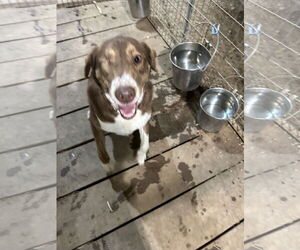 Aussie Pyrenees Dogs for adoption in Stover, MO, USA