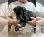 Small #7 Great Dane