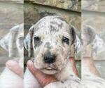 Small Photo #2 Great Dane Puppy For Sale in SELLERSBURG, IN, USA