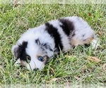 Small #14 Miniature Australian Shepherd