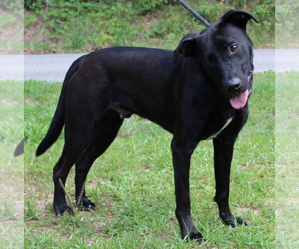 Medium Photo #2 Mutt Puppy For Sale in Prattville, AL, USA