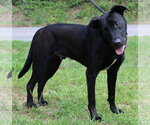 Small #1 Mutt