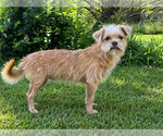 Small #1 Mutt