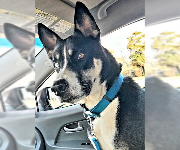 Medium Photo #2 Siberian Husky-Unknown Mix Puppy For Sale in Rutherfordton, NC, USA