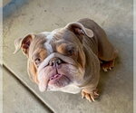 Small #1 Bulldog