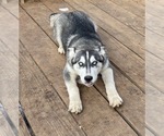 Small Photo #3 Siberian Husky Puppy For Sale in MONROE, WA, USA