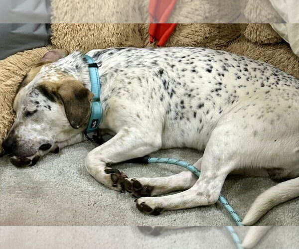 Medium Photo #3 Pointer-Unknown Mix Puppy For Sale in Okolona, MS, USA
