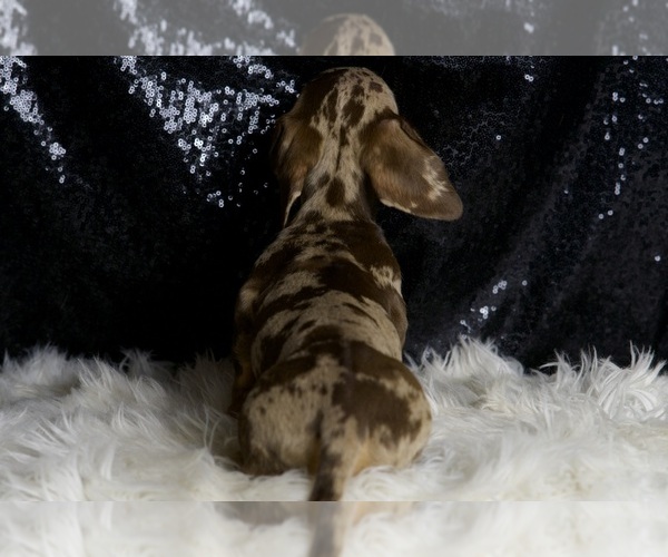 Medium Photo #3 Dachshund Puppy For Sale in WARSAW, IN, USA