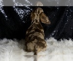Small #2 Dachshund