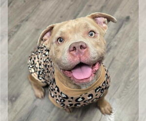 American Pit Bull Terrier Dogs for adoption in Lakewood, CO, USA
