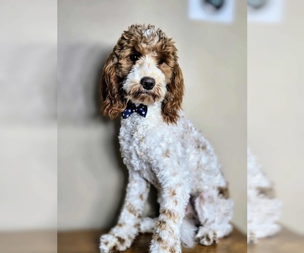 Medium Photo #1 Golden Mountain Doodle  Puppy For Sale in CRAWFORDSVLLE, IA, USA