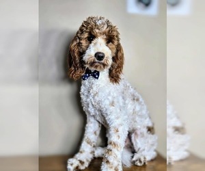Father of the Golden Mountain Doodle  puppies born on 09/11/2025