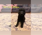 Small Photo #6 Goldendoodle Puppy For Sale in DENVER, NC, USA