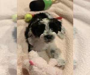 Schnauzer (Miniature) Puppy for sale in GEORGETOWN, TX, USA