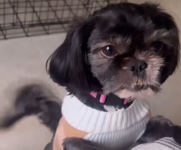 Medium Photo #4 Shih Tzu Puppy For Sale in MIAMI, FL, USA