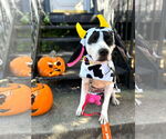 Small #8 American Pit Bull Terrier