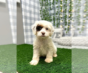 Pug Puppy for sale in MARIETTA, GA, USA
