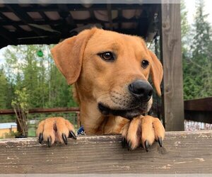 Labrador Retriever-Unknown Mix Dogs for adoption in Redmond, WA, USA