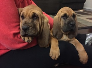 Bloodhound Puppy for sale in REDDING, CA, USA