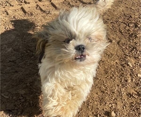 Medium Photo #1 Shih Tzu Puppy For Sale in VENETA, OR, USA