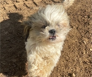 Mother of the Shih Tzu puppies born on 01/15/2025