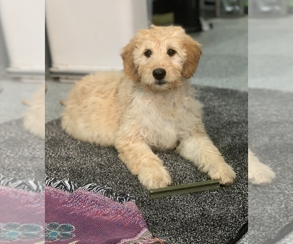 Medium Photo #18 Goldendoodle Puppy For Sale in SAN DIEGO, CA, USA