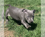 Small Photo #9 American Bully Puppy For Sale in Etobicoke, Ontario, Canada