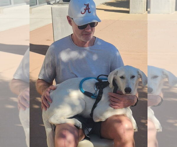 Medium Photo #3 Great Pyrenees-Unknown Mix Puppy For Sale in Dallas, TX, USA