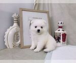 Small Japanese Spitz