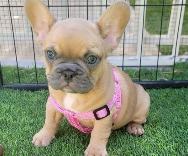 Medium Photo #3 French Bulldog Puppy For Sale in LAS VEGAS, NV, USA