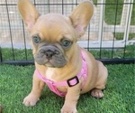 Small #2 French Bulldog