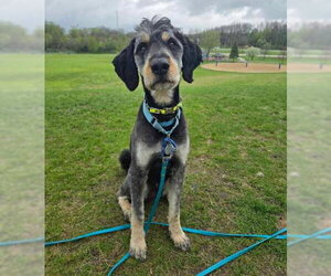 Odin - Male Rottle Dog for Adoption - Photo #5