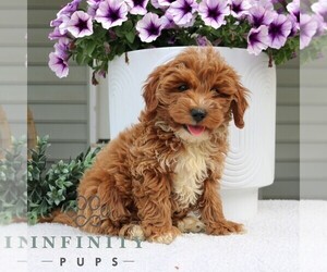 Goldendoodle (Miniature) Puppy for sale in NARVON, PA, USA