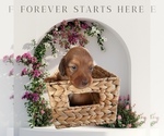Puppy Puppy 3 Dachshund