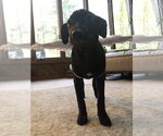 Small #16 Labrador Retriever