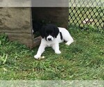 Small Photo #2 STABYHOUN Puppy For Sale in CASSADAGA, NY, USA